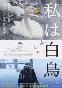 私は白鳥